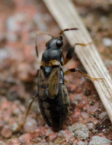 Ischnocoris angustulus